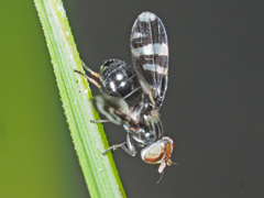 Herina frondescentiae