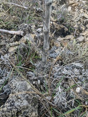 Seseli dichotomum