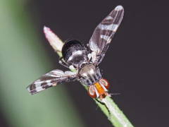 Herina frondescentiae