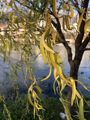 Salix babylonica tortuosa
