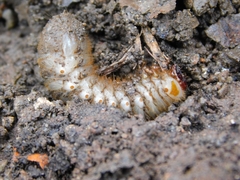 Cotinis mutabilis