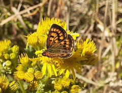 Lycaena