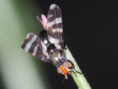 Herina frondescentiae