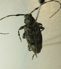 Astyleiopus variegatus