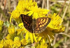 Lycaena