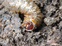 Cotinis mutabilis