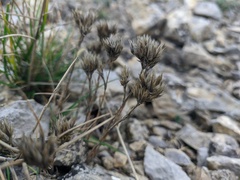 Minuartia glomerata