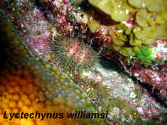 Lytechinus williamsi image
