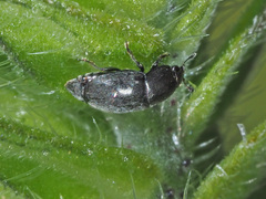 Meligethinae