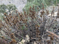 Veronica capsellicarpa