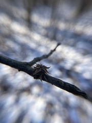 Dryocosmus floridensis