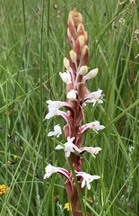 Satyrium longicauda