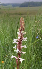 Satyrium longicauda