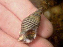Buccinulum littorinoides