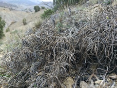 Jurinea stoechadifolia