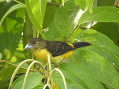 Ramphocelus flammigerus