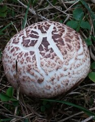 Agaricus porphyrocephalus