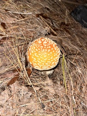 Amanita