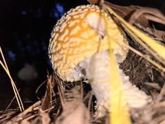 Amanita