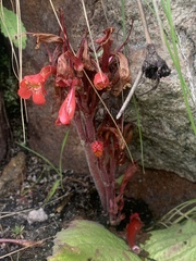 Streptocarpus dunnii