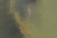 Micropterus