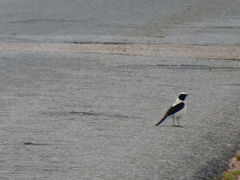 Oenanthe melanoleuca