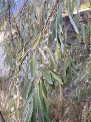 Elaeagnus angustifolia