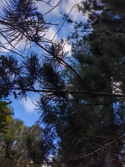 Araucaria