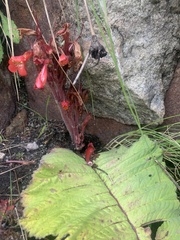 Streptocarpus dunnii