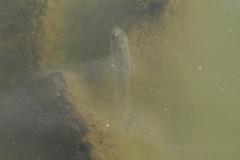 Micropterus