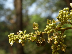 Lepisanthes tetraphylla