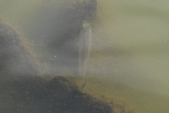 Micropterus
