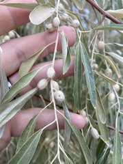 Elaeagnus angustifolia