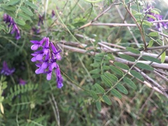 Vicia villosa