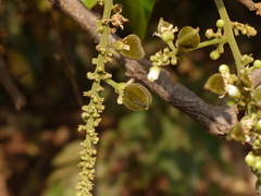 Lepisanthes tetraphylla