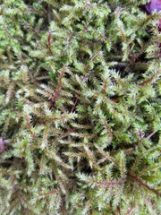 Rhytidiadelphus loreus