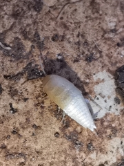 Atelurinae