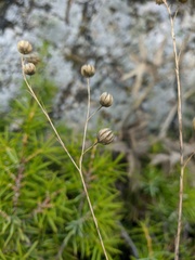 Linum austriacum