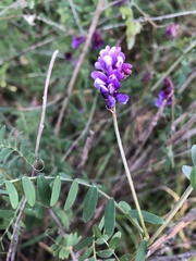 Vicia villosa