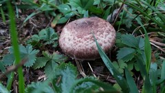 Agaricus porphyrocephalus