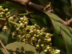 Lepisanthes tetraphylla