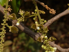 Lepisanthes tetraphylla