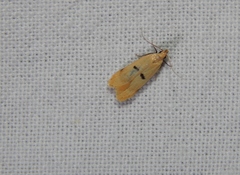 Dichomeris barathrodes