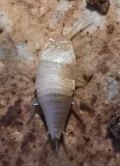 Atelurinae