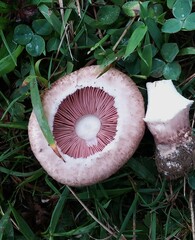 Agaricus porphyrocephalus