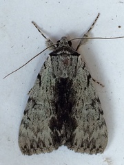 Catocala gracilis