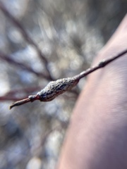 Neolasioptera cornicola