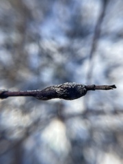 Neolasioptera cornicola