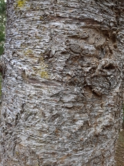 Araucaria