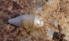 Atelurinae